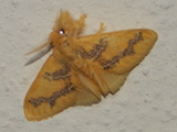 Euproctis aethiopica